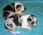 3 weken